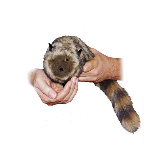 The Raccoon